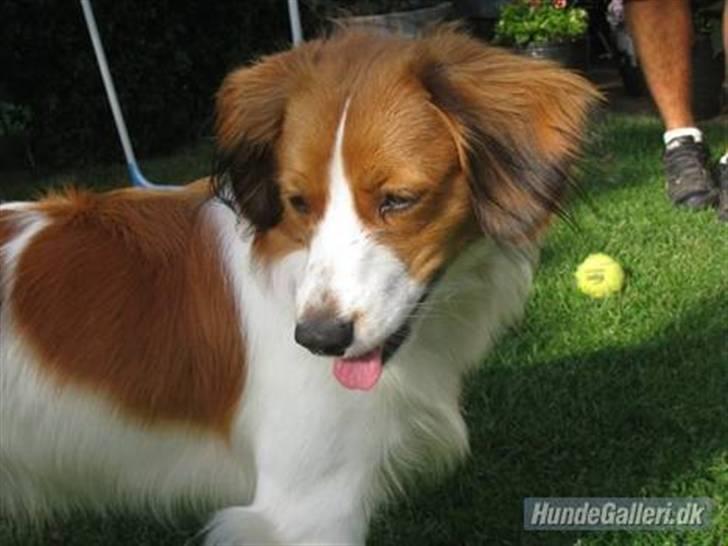 Kooikerhondje | Hector, Dansk Champion. billede 4