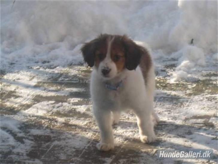 Kooikerhondje | Hector, Dansk Champion. billede 5