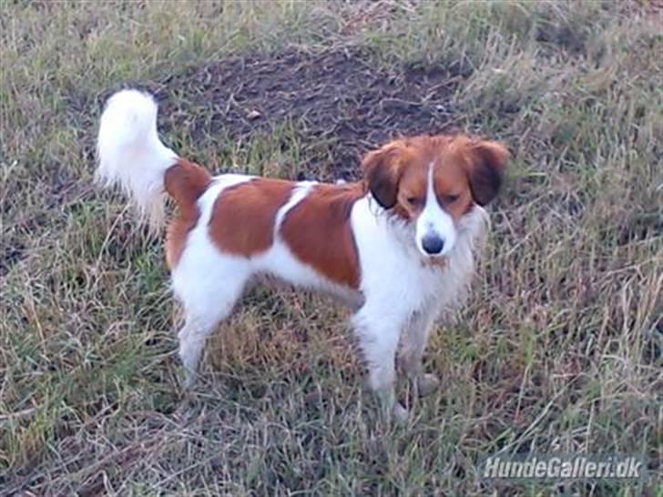 Kooikerhondje | Hector, Dansk Champion. billede 7