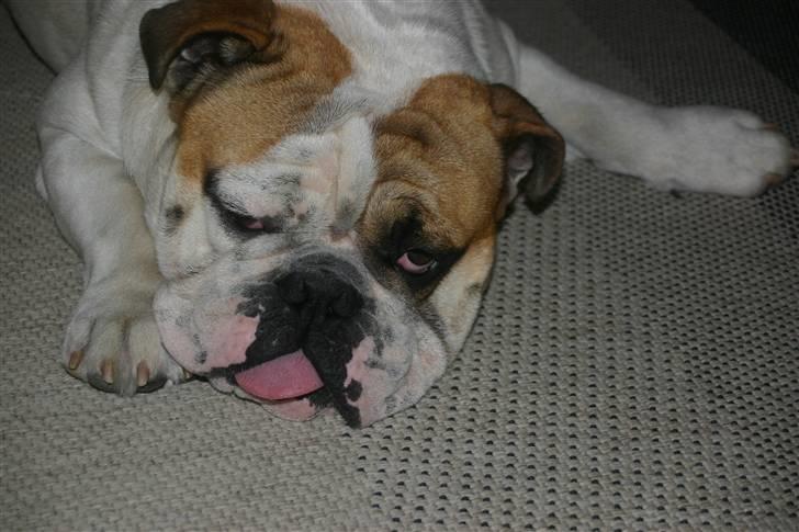 Engelsk bulldog Magnus billede 13