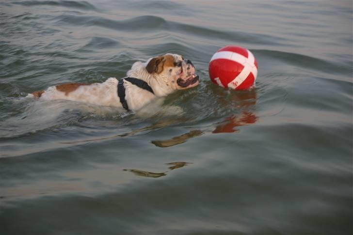 Engelsk bulldog Magnus billede 11