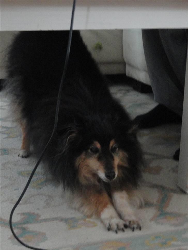 Shetland sheepdog Bessie - R.I.P minskat :-* - 6* Bessie strækker sig under bordet :) Efterår 2010 Foto: Mig billede 6
