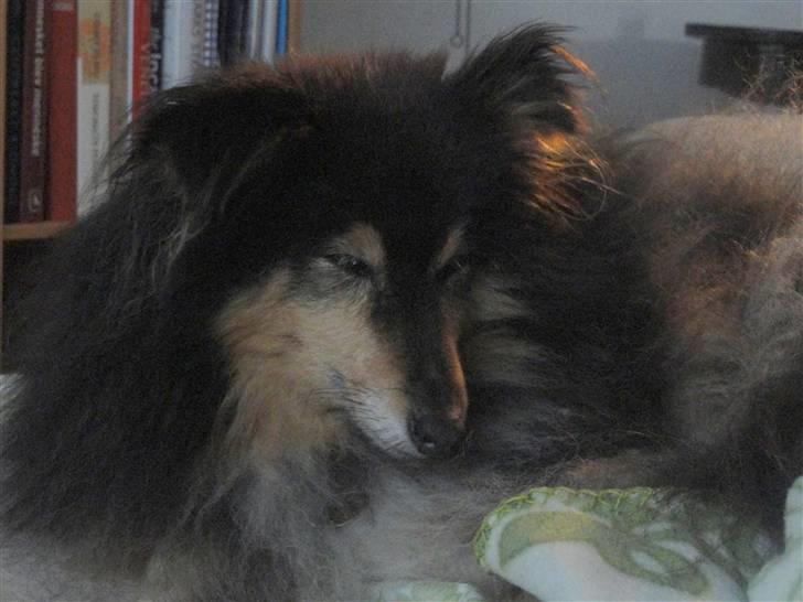 Shetland sheepdog Bessie - R.I.P minskat :-* - 8* Bessie sover ;* Efterår 2010 Foto: Mig billede 8