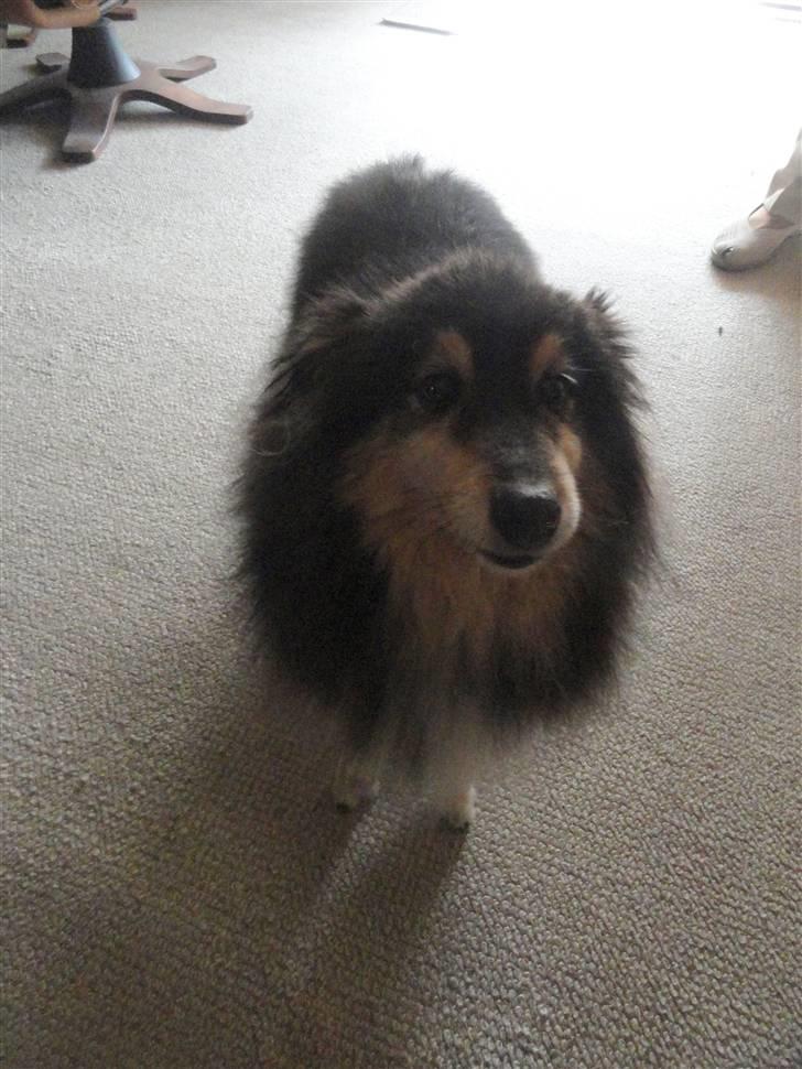 Shetland sheepdog Bessie - R.I.P minskat :-* - 9* Hjemme hos min mormor og morfar Efterår 2010:D Foto: Mig billede 9