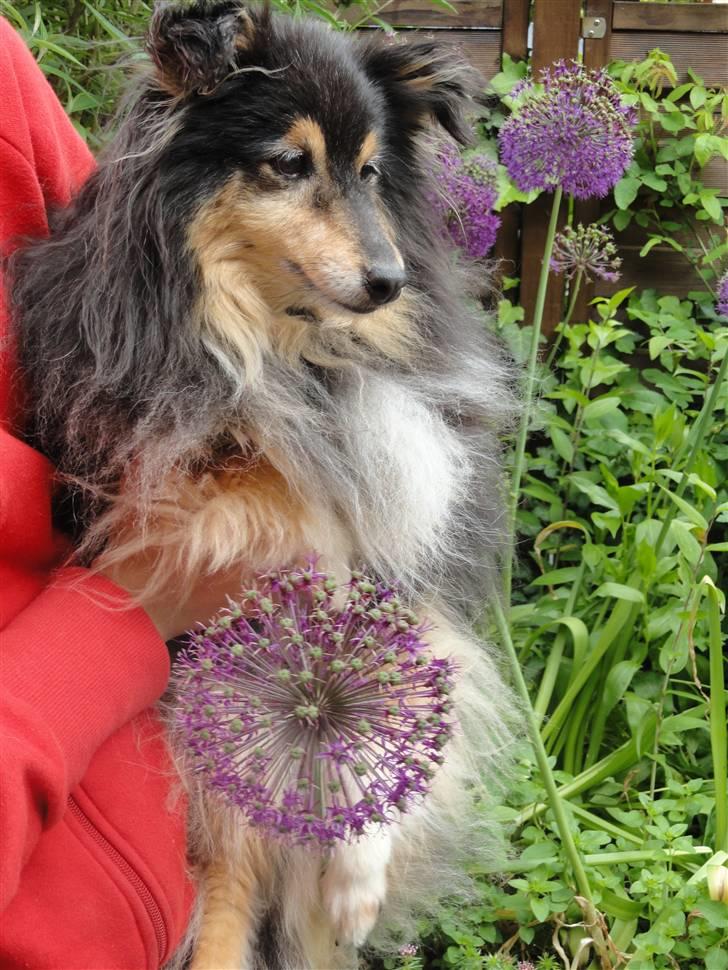 Shetland sheepdog Bessie - R.I.P minskat :-* - 10* Bessie ved siden af en blomst i vores have, mig der bærer hende :) Efterår 2010 Foto: Pernille :* billede 10