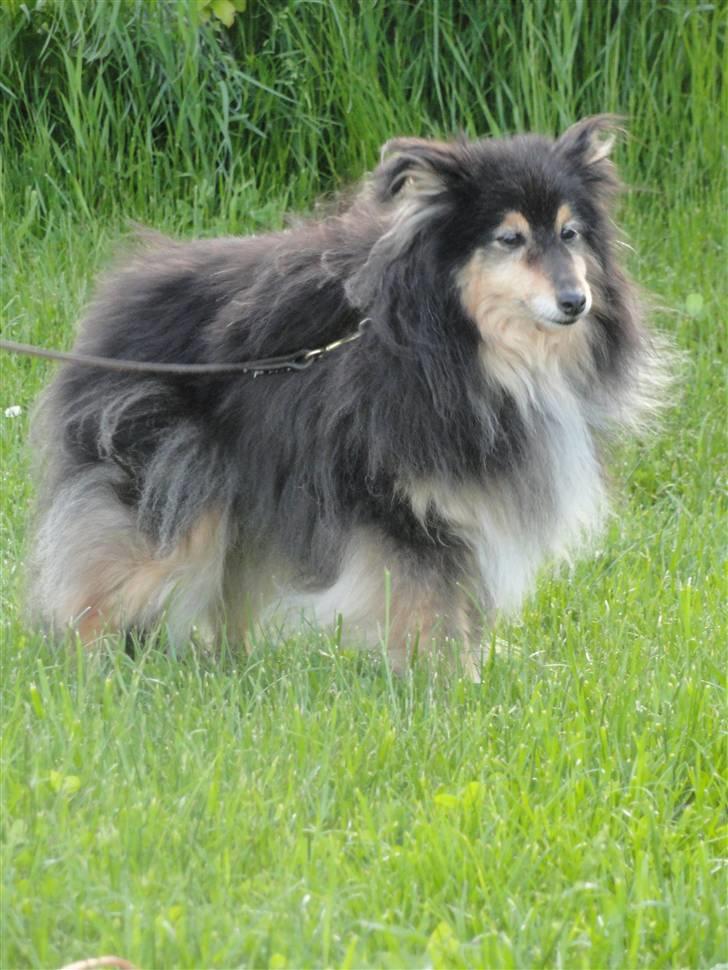 Shetland sheepdog Bessie - R.I.P minskat :-* - 11* Ude og gå tur, sommer 2010 ;* Foto: Mig billede 11