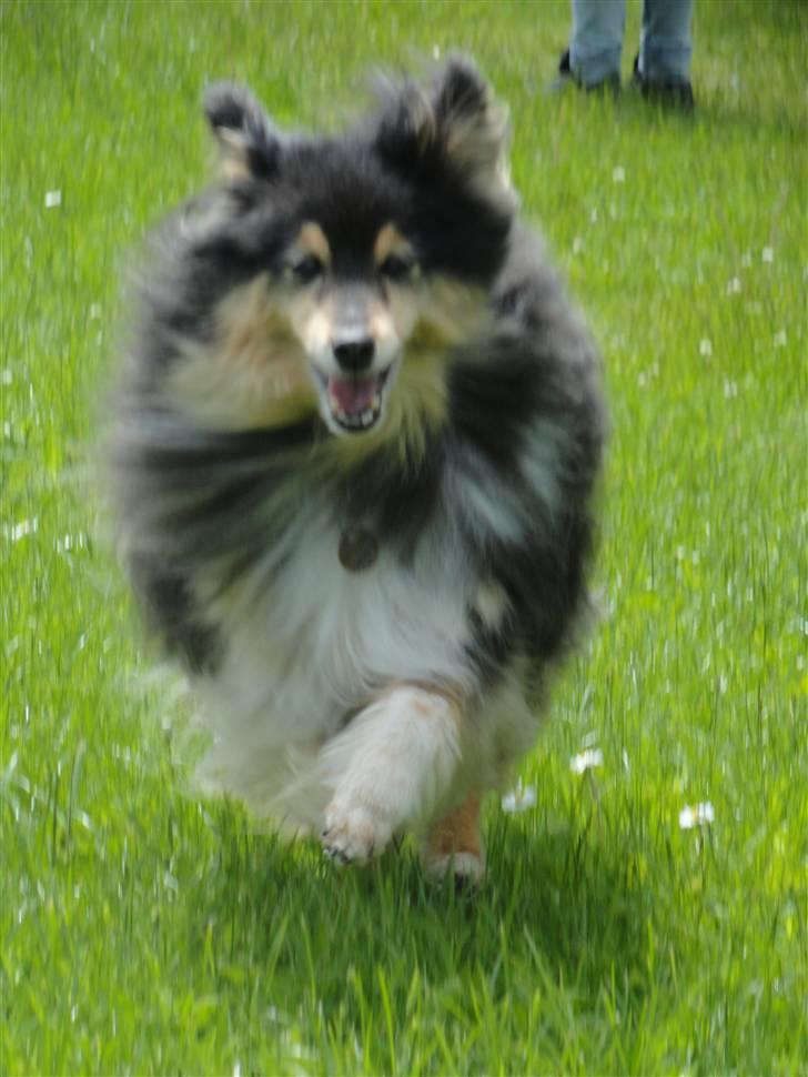 Shetland sheepdog Bessie - R.I.P minskat :-* - 12* Min glade vuffer, selvom hun er gammel, kan hun godt være frisk ;) Sommer 2010 Foto: Mig billede 12