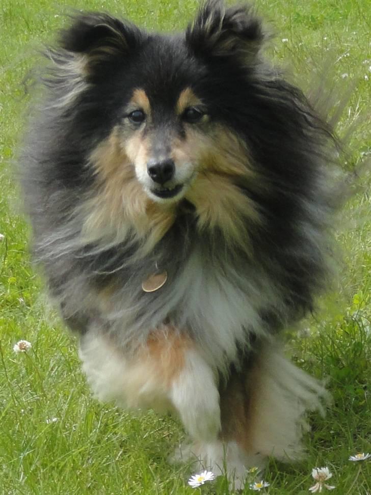 Shetland sheepdog Bessie - R.I.P minskat :-* - 13* Smukke :* Sommer 2010 Foto: Mig billede 13