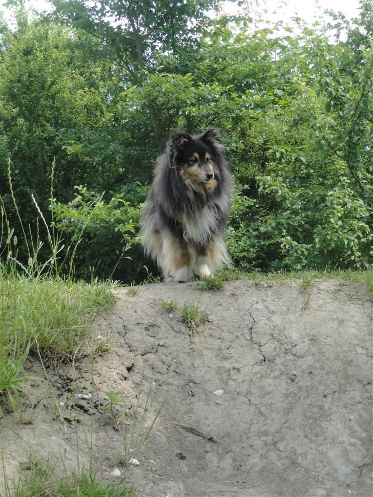 Shetland sheepdog Bessie - R.I.P minskat :-* - 14* Dronning på en bakke :) Sommer 2010 Foto: Mig billede 14