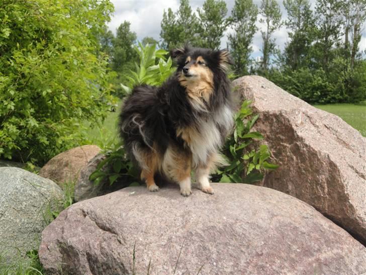 Shetland sheepdog Bessie - R.I.P minskat :-* - 15* Bessie troner på en sten :D sommer 2010 Foto: Mig billede 15