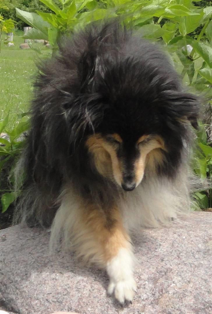 Shetland sheepdog Bessie - R.I.P minskat :-* - 16* Bessie på en sten igen :) Sommer 2010 Foto: Mig billede 16