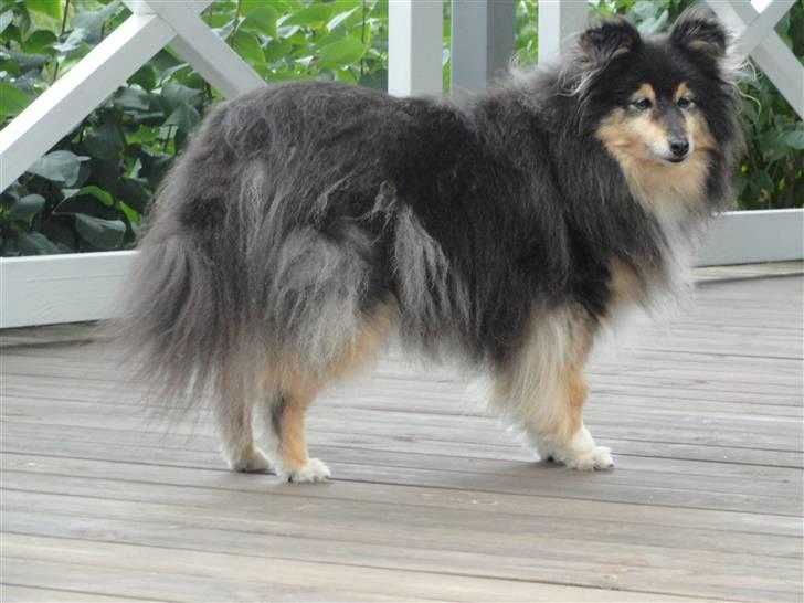Shetland sheepdog Bessie - R.I.P minskat :-* - 17* Den smukke oppe i vores sommerhus :) sommer 2010 Foto: Mig billede 17