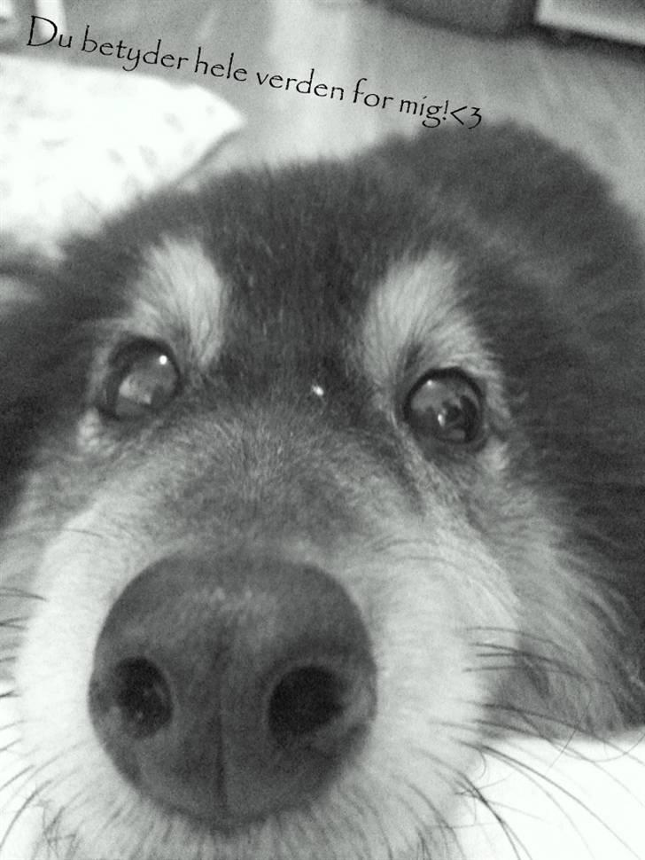 Shetland sheepdog Bessie - R.I.P minskat :-* - 20* Min øjensten :) Sommer 2010 Foto: Mig billede 20