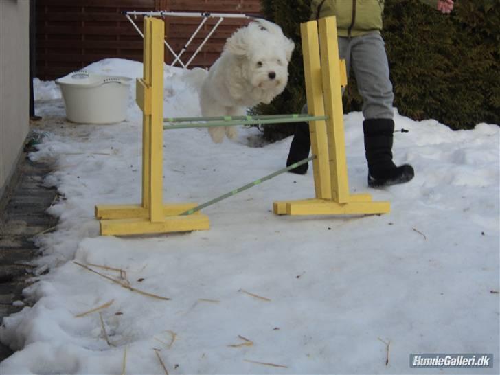 Coton de tulear Anton billede 10