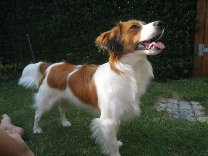 Kooikerhondje | Hector, Dansk Champion. billede 9