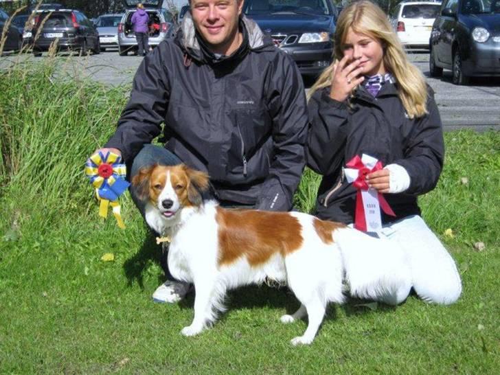 Kooikerhondje | Hector, Dansk Champion. billede 10