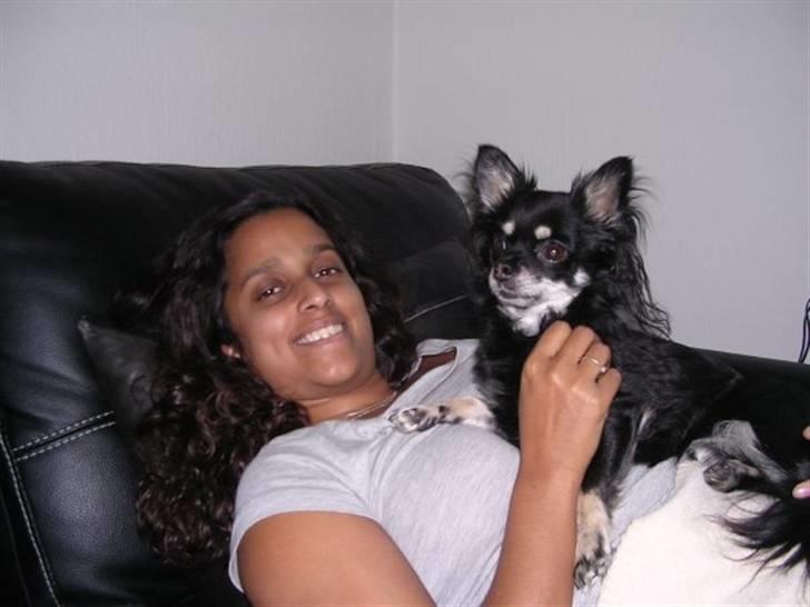 Chihuahua Beyly billede 1