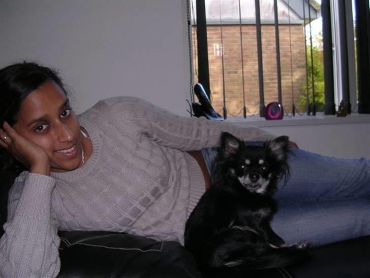 Chihuahua Beyly billede 2