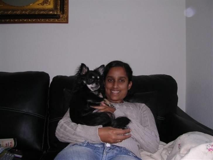 Chihuahua Beyly billede 3