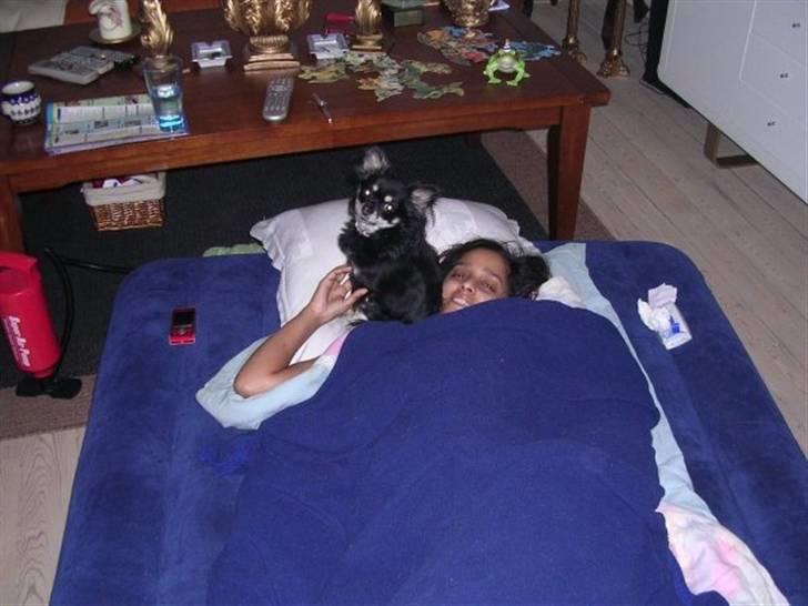 Chihuahua Beyly billede 4