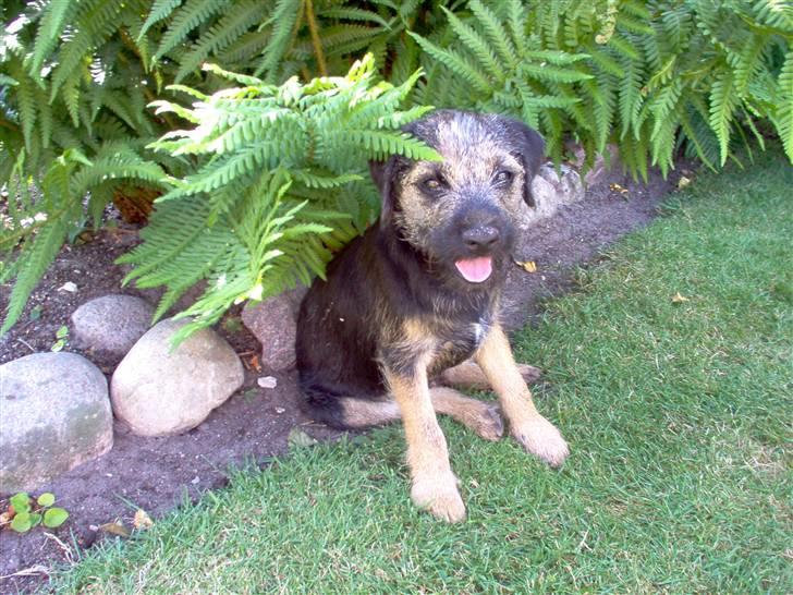 Border terrier **Molander Erik (Emil)** - Emil sommeren 2010 billede 4