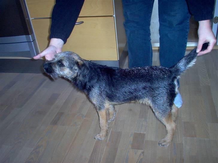 Border terrier **Molander Erik (Emil)** - Emil ca. 6 måneder billede 14
