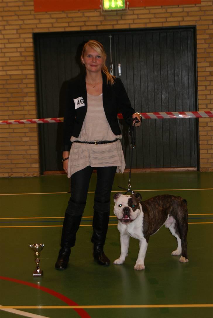 Olde english bulldogge Tago billede 15