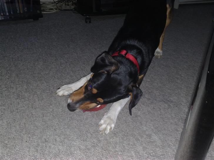 Dansk svensk gaardhund Gismo - Det er min bold, det ER altså min bold :D! billede 6