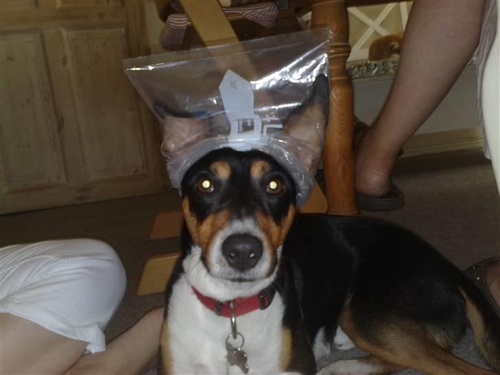 Dansk svensk gaardhund Gismo - hahaha, hårmaske? :) billede 7