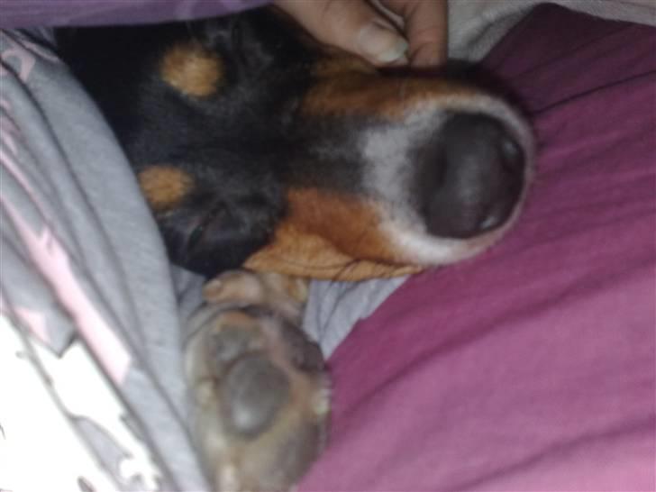 Dansk svensk gaardhund Gismo - Det er dejligt at putte under dynen hos Julie :) billede 8