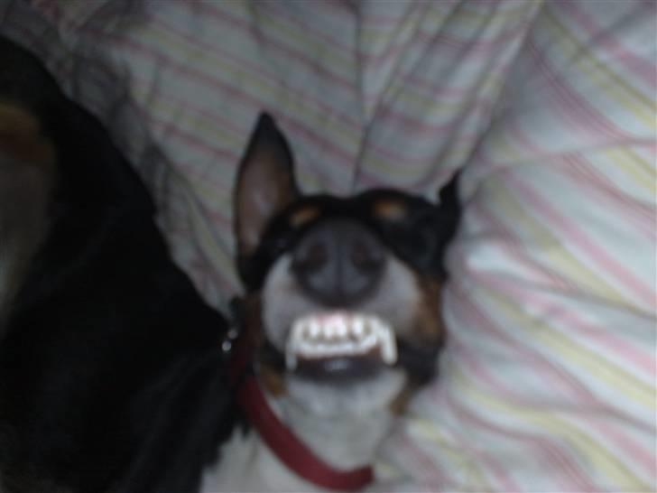 Dansk svensk gaardhund Gismo - Killer :D! billede 9