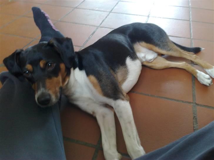 Dansk svensk gaardhund Gismo - mig? Tigge? nej.. billede 10