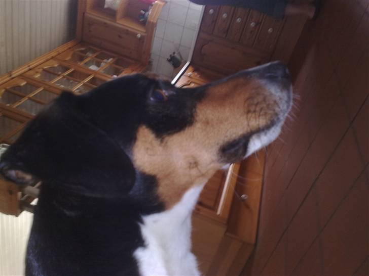 Dansk svensk gaardhund Gismo - Gismo på vagt :D billede 11