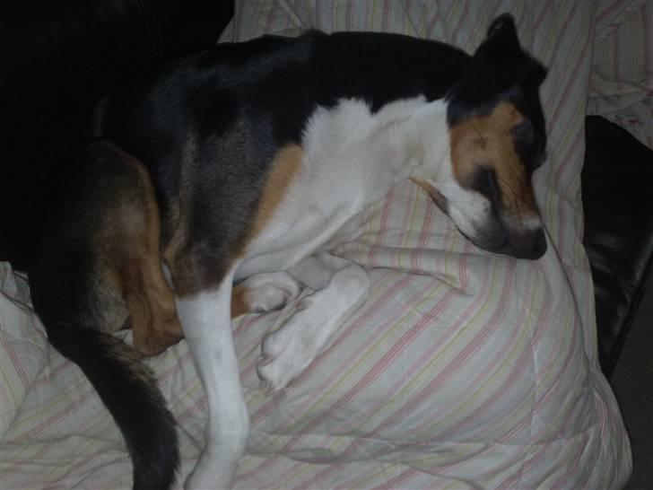 Dansk svensk gaardhund Gismo - Putte,Putte&Putte!! billede 12