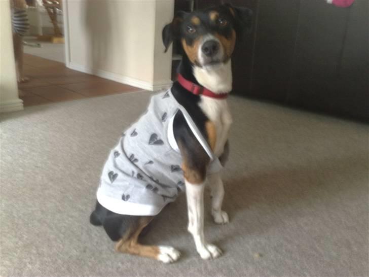 Dansk svensk gaardhund Gismo - Smukke Gismo, som fotomodel :) billede 13