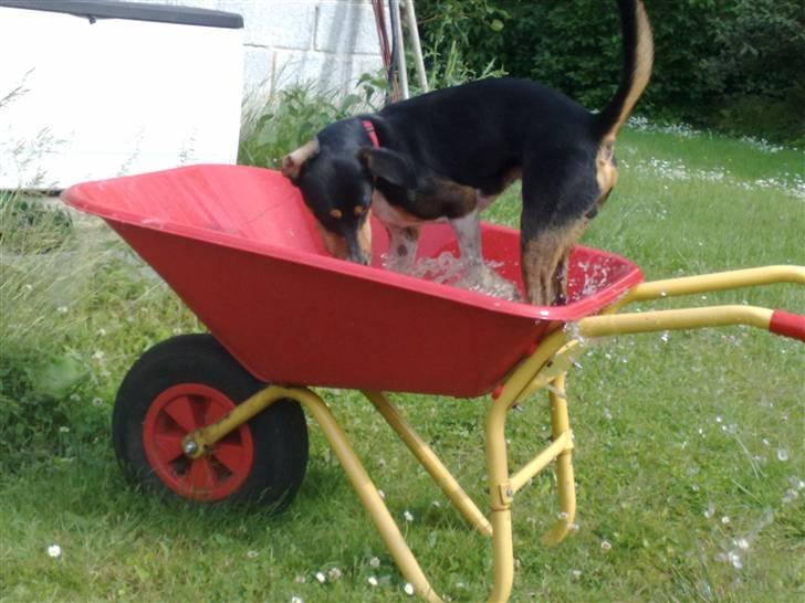 Dansk svensk gaardhund Gismo - Vand pjaskeri :) billede 14