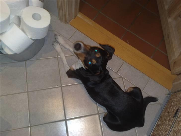 Dansk svensk gaardhund Gismo - Jeg er da uimodståelig!! billede 15