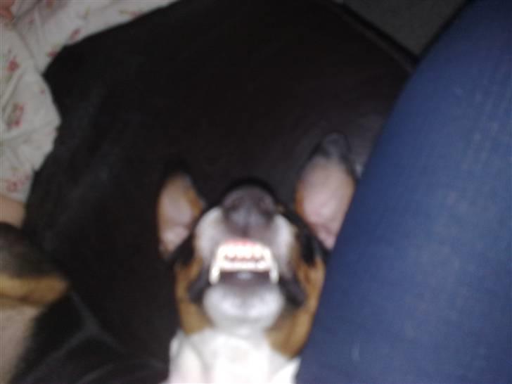 Dansk svensk gaardhund Gismo - HaahAhhaHaa :) billede 16