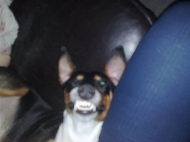 Dansk svensk gaardhund Gismo - Smiiiiiill ! billede 17