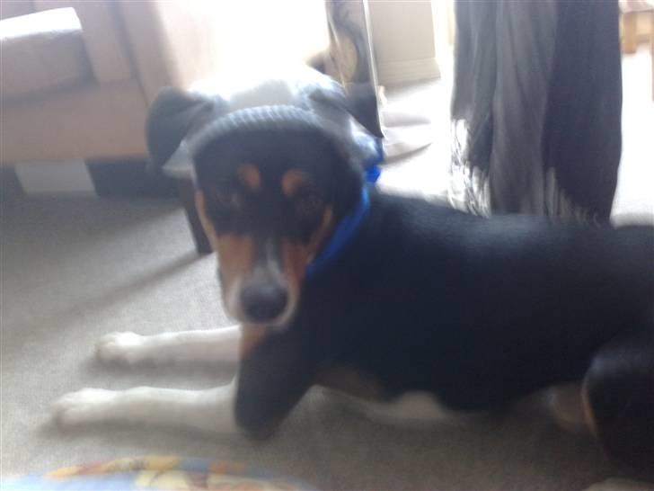 Dansk svensk gaardhund Gismo - "Hvorfor skal jeg dog have den her på?" billede 18