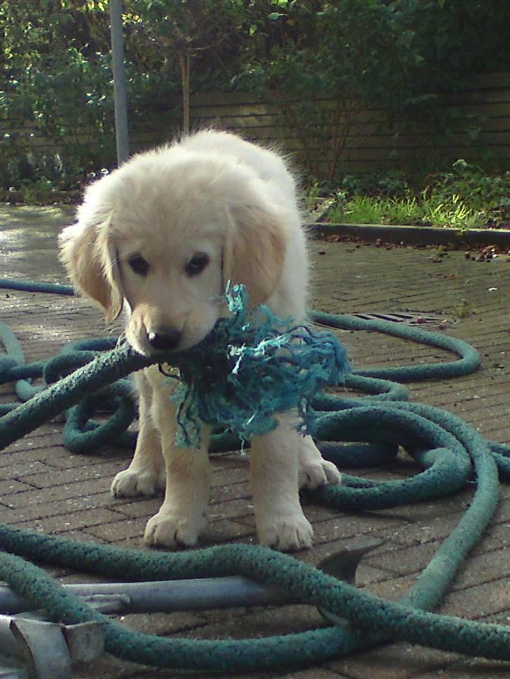 Golden retriever Filippa aka Alma - Hjælper lige håndværkerne.... billede 24