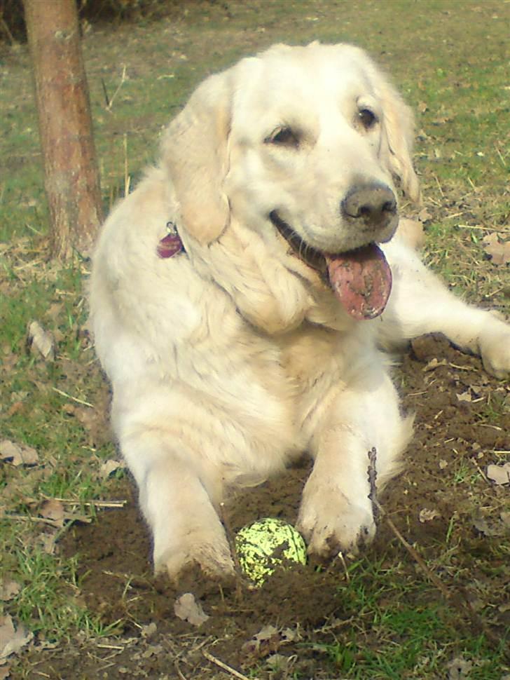 Golden retriever Filippa aka Alma - Livet er skønt..... billede 16