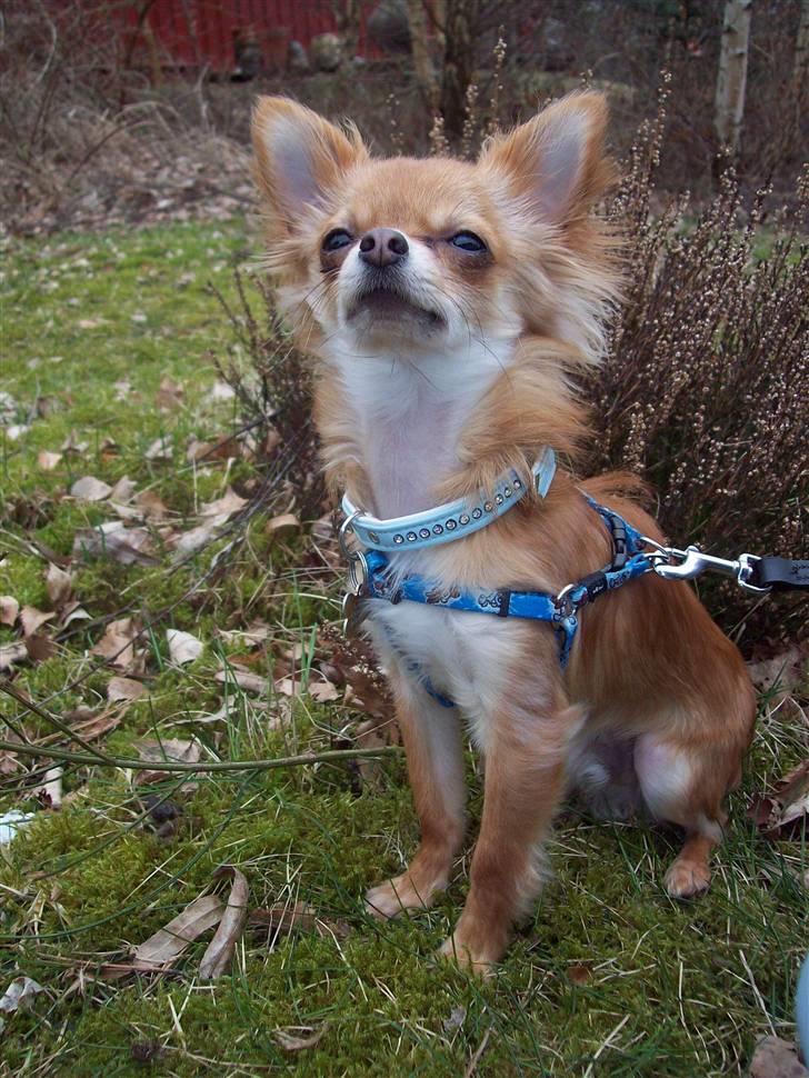 Chihuahua Loui (sir be magic)  billede 2
