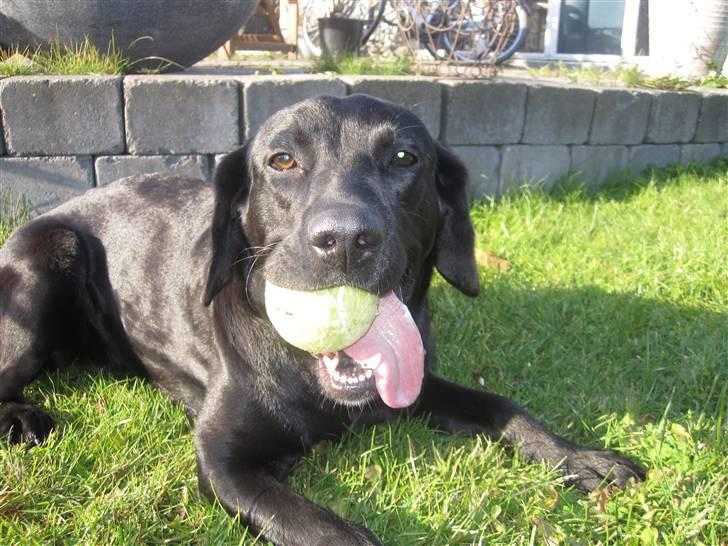 Blanding af racer Pepsi  (solgt savner dig) - Smukkehunden hun elsker bare bolde(: #5 billede 5