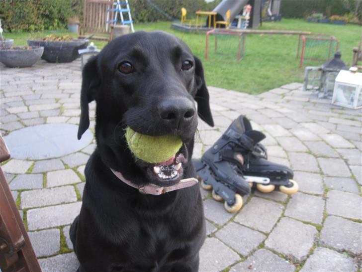 Blanding af racer Pepsi  (solgt savner dig) - Flotte Pepsi(; #6 billede 6