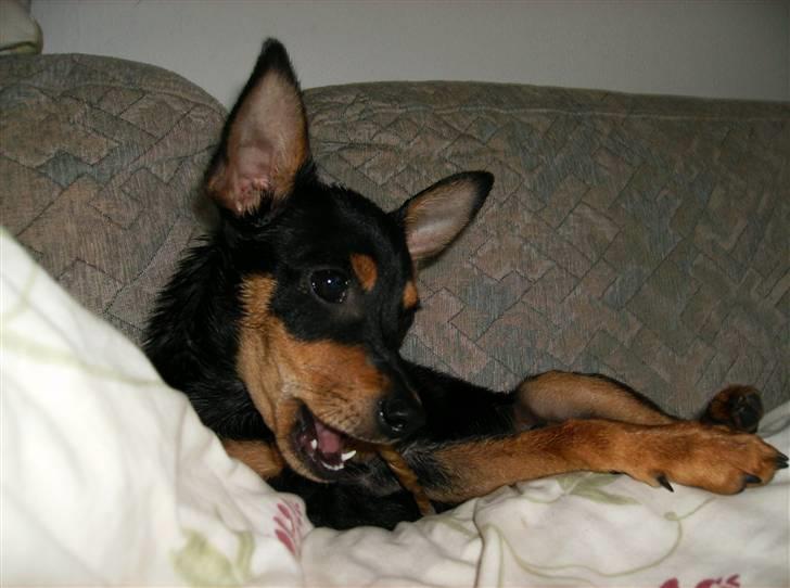 Dvaergpinscher Murphy - Efter første bad, godt man fik masser af godbidder bagefter... :-D  billede 1