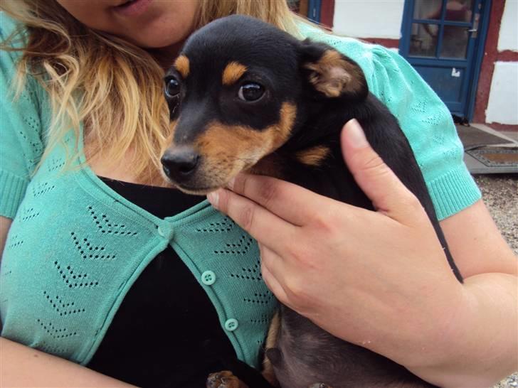 Dvaergpinscher Murphy - Murphy 3 månder gammel, første gang jeg var ude og se ham. billede 2