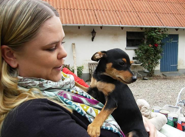 Dvaergpinscher Murphy - Så skal Murphy hentes hjem, 4 måneder gammel... :-D billede 3