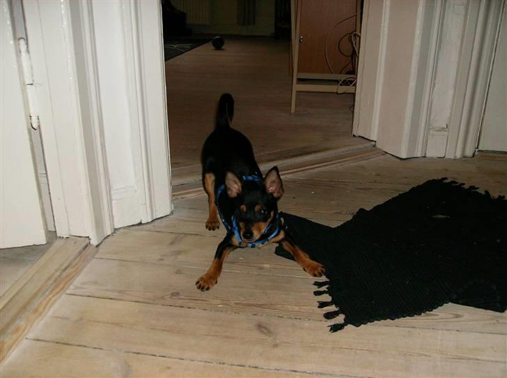 Dvaergpinscher Murphy - Fræk legesyg bandit billede 4