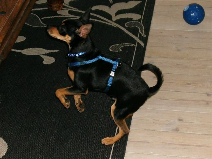 Dvaergpinscher Murphy - Gad vide om der er noget godt oppe på det bord.. ;-)  billede 5